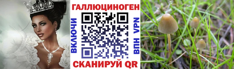 Псилоцибиновые грибы ЛСД  blacksprut ссылка  Красный Кут  как найти закладки 